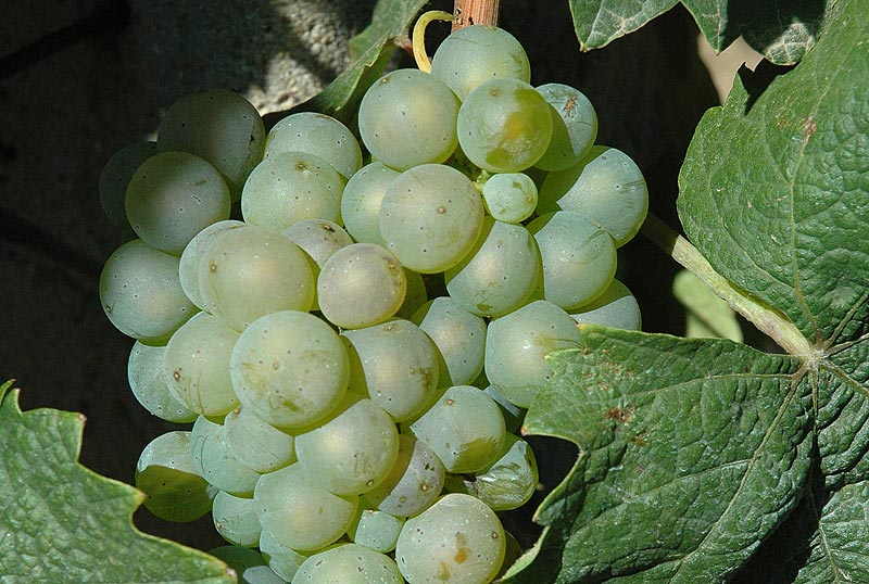 Riesling variety