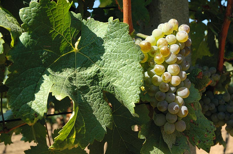 VOC Znojmo – Odrůda Sauvignon