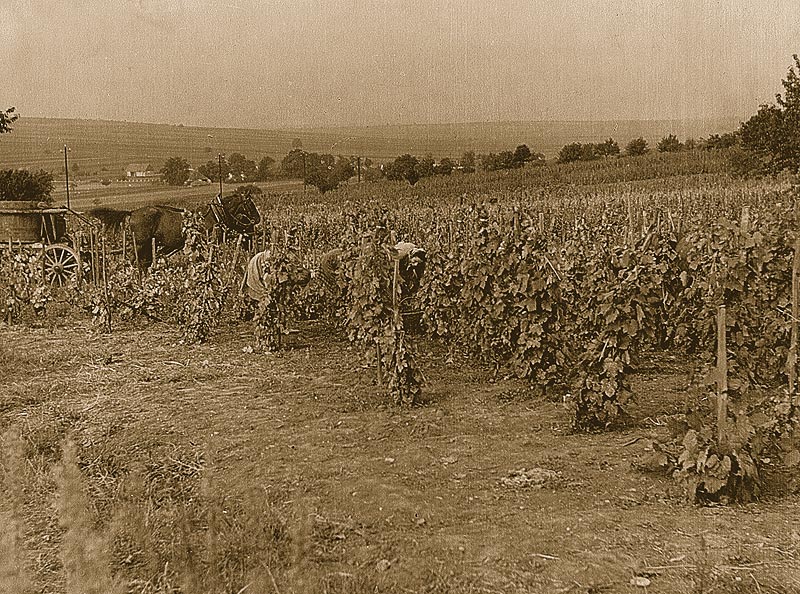 Tradition of Cultivating Grapes and Producing Wine in the Znojmo District
