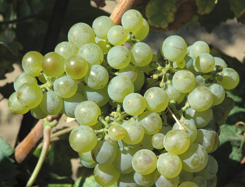 Grüner Veltliner variety